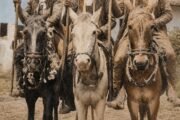 Vaqueiros na Fazenda Logradouro – Década de 70