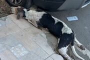 Situação dos cães de rua em Uauá precisa de solução