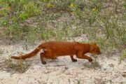 O Gato-Mourisco e os Desafios da Convivência no Sertão