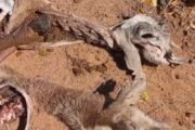 Morador da Fazenda Caldeirãozinho denuncia novo ataque de cães ao seu rebanho