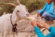A Cabrinha Pançuda