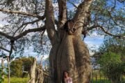 A grande matriarca da Caatinga: a barrigudeira de Serra dos Campos Novos