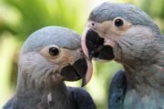 Brasil reitera pedido de repatriação de ararinhas-azuis enviadas, sem permissão, para zoológico da Índia