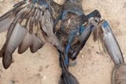 Arara-azul-de-lear é encontrada morta sob poste de energia em Monte Santo